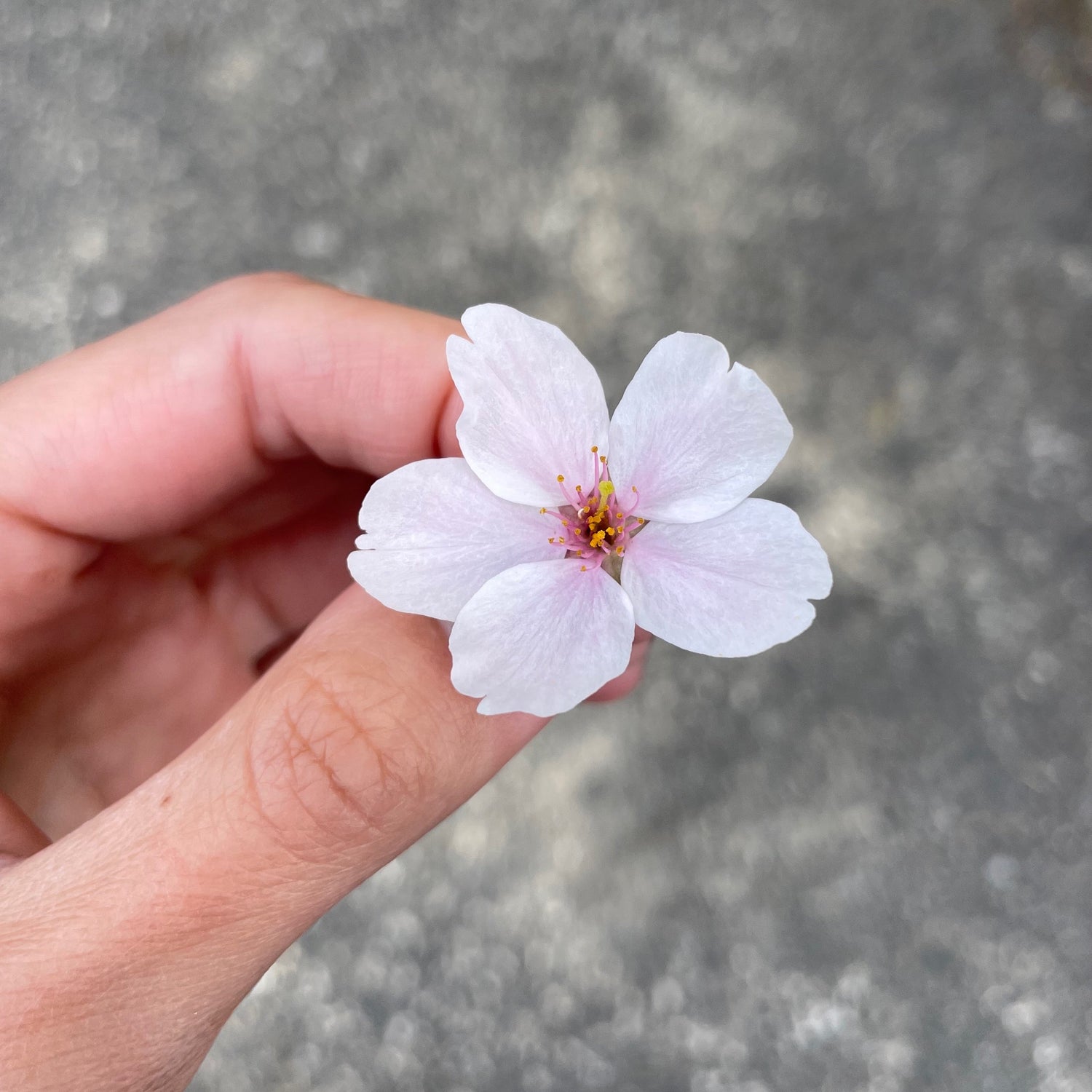 fleur de cerisier collection papeterie japonaise
